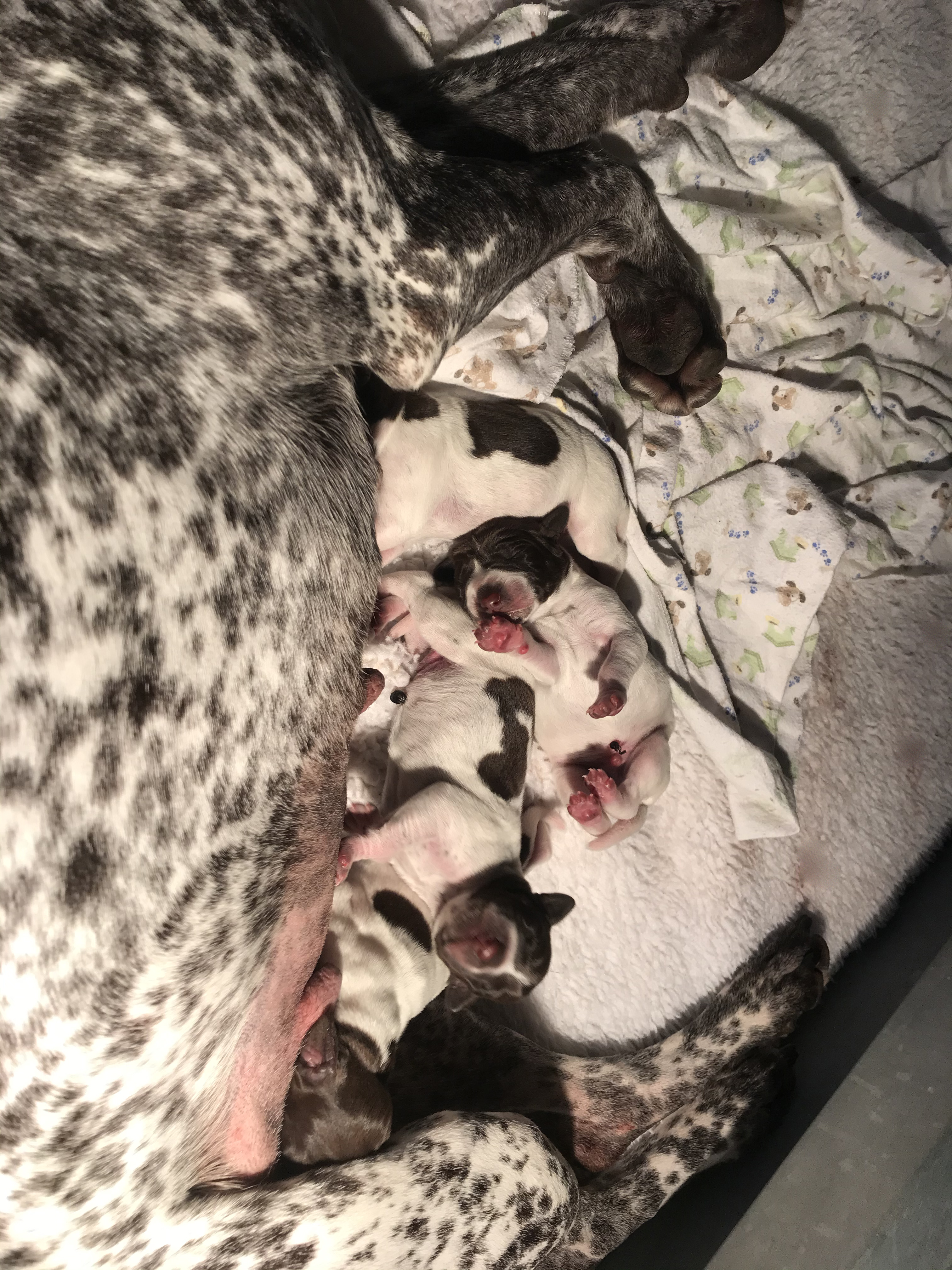 Mick X Nell Pups 20 Day 1