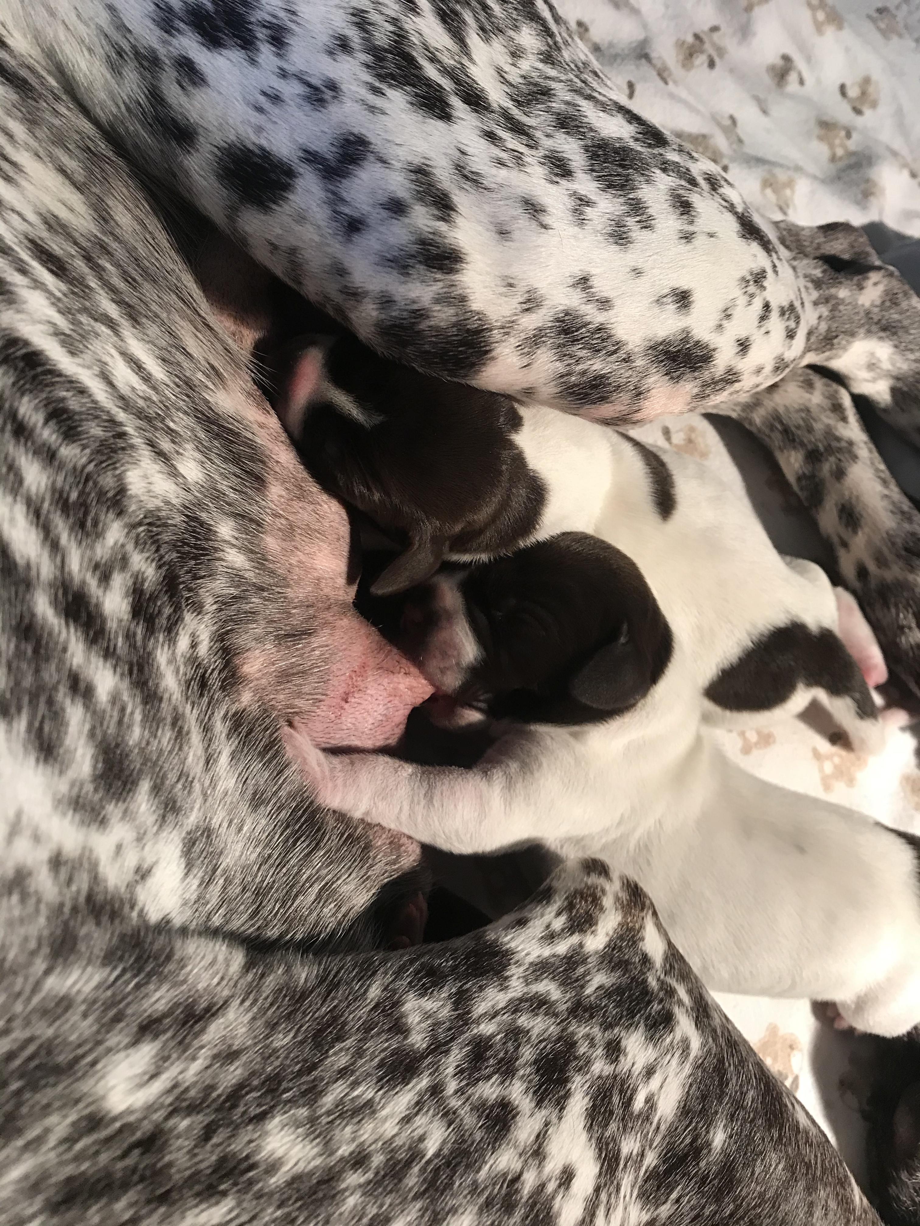 Mick X Nell Pups 20 Day 1